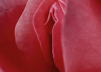 Власть «вагины»