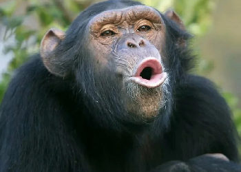 Групповая нервная система и групповое психическое. Часть 1.