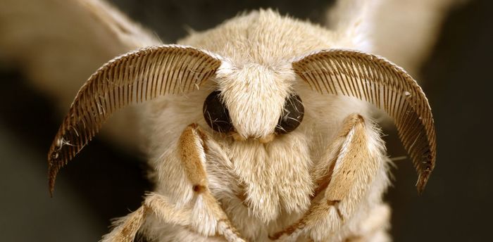 химическая коммуникация