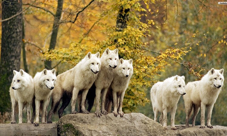 Групповая нервная система и групповое психическое. Часть 1.