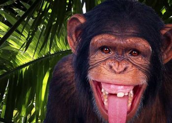 «Коммунистический» «Рай» шимпанзе бонобо или как секс создал человека