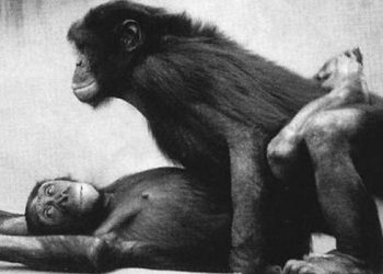 Семья и сексуальные отношения у первобытных людей