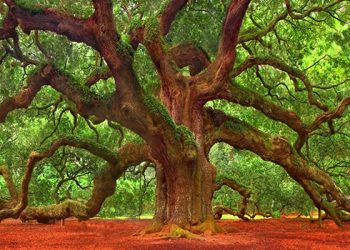 Основатели Рода и Династии