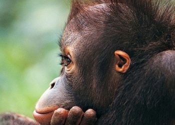 Поведенческие мутации, эволюция поведения и социальные инстинкты