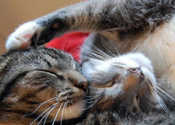 Все люди всегда и во всём удовлетворяют только свои личные потребности