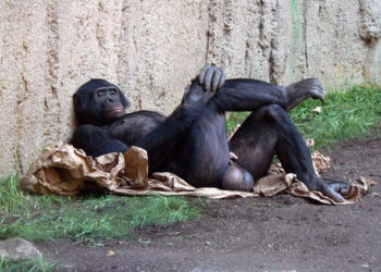 Мистер «Большие Яйца» или идеальный мужчина по версии мужчин