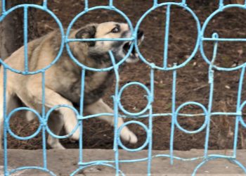 Агрессивный оргазм